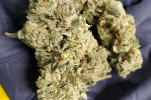 Sour Hawaiian Haze cbd flower  100 pounds