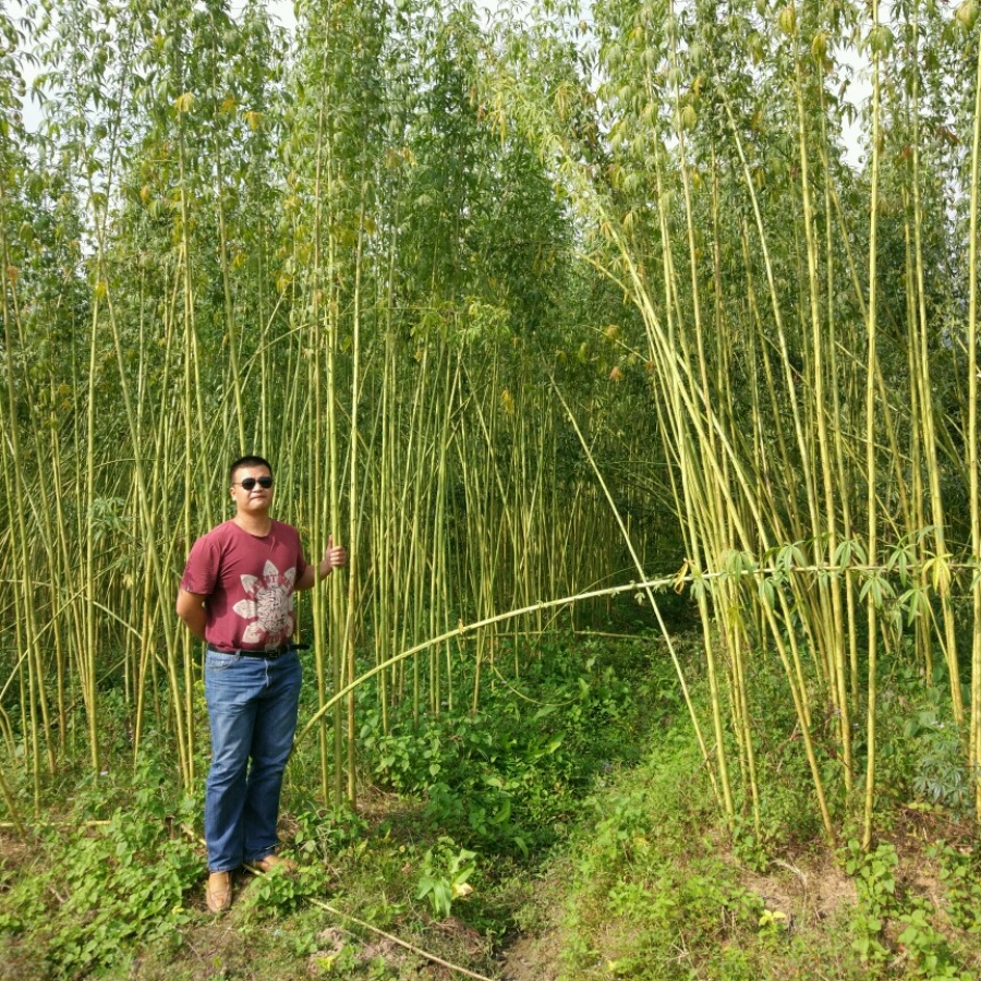 CN KENAF&HEMP SEED FARM