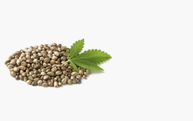 Hemp seeds - Hemp Trade Market