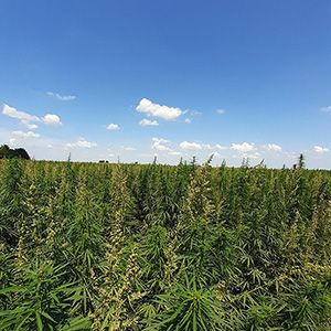 Hemp flower - CBD & Hemp Products | Hemp Trade Market