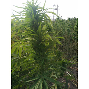 HAN NF-H - CBD & Hemp Products | Hemp Trade Market