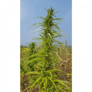 HAN NE - CBD & Hemp Products | Hemp Trade Market