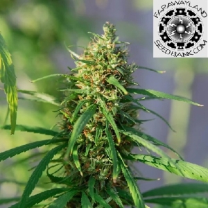 FUTURA-75 FEMINIZED  - CBD & Hemp Products | Hemp Trade Market
