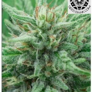 Enectarol CBG Fem – 2000 Seeds - CBD & Hemp Products | Hemp Trade Market