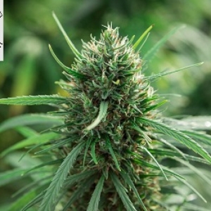 Mountain Dew CBG Feminized – 1500 Seeds - CBD & Hemp Products | Hemp Trade Market