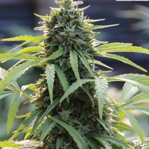 Acapulco Gold CBD Feminized – 5000 Seeds - CBD & Hemp Products | Hemp Trade Market