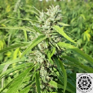 Mountain Dew CBG Fem Seeds - CBD & Hemp Products | Hemp Trade Market