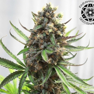 Zkittles CBG Feminized - 1500 Seeds - CBD & Hemp Products | Hemp Trade Market