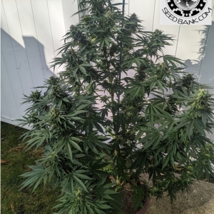 OG Kush CBD Feminized - 1250 Seeds  - CBD & Hemp Products | Hemp Trade Market