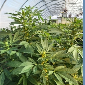 Alpha Pharms Feminized Hemp Seeds - CBD & Hemp Products | Hemp Trade Market